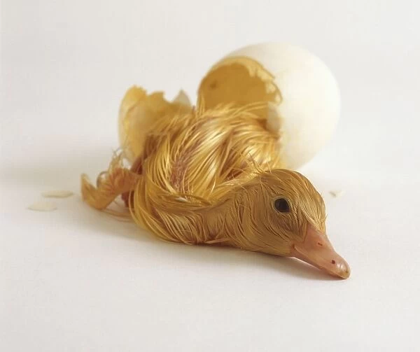 Aylesbury duckling next to cracked egg shell