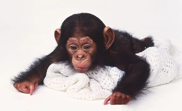 Baby Chimpanzee (Pan troglodytes) lying flat on white woolly blanket, facing forward