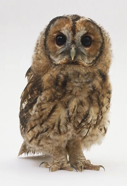 Baby Tawny Owl (Strix aluco), front view