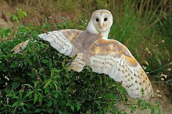 Barn Owl. Tyto Alba