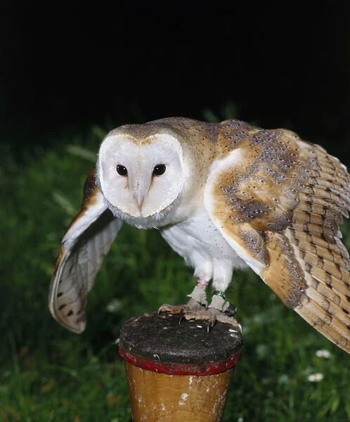 Barn owl (Tyto alba) perching on a post with wings spread