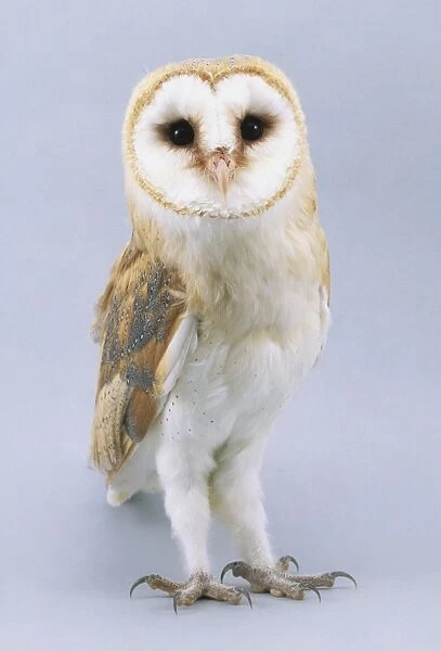 Barn Owl (Tyto alba), standing, looking at camera