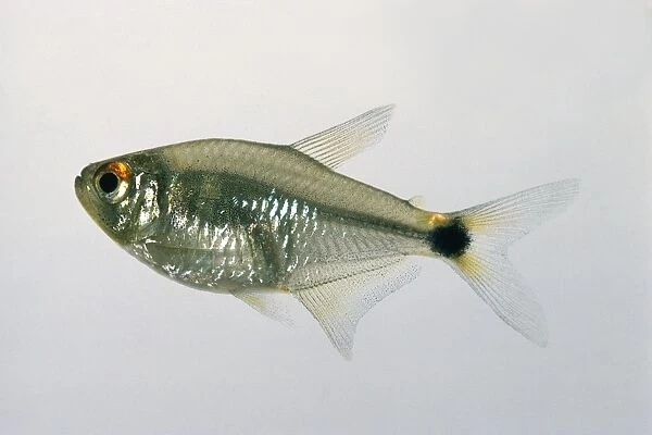Beacon fish (Hemigrammus ocellifer), a tetra fish