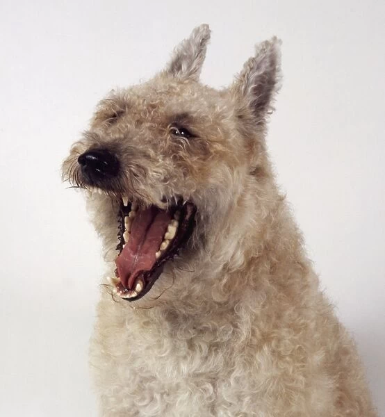 Belgian Shepherd Dog (Laekenois), yawning