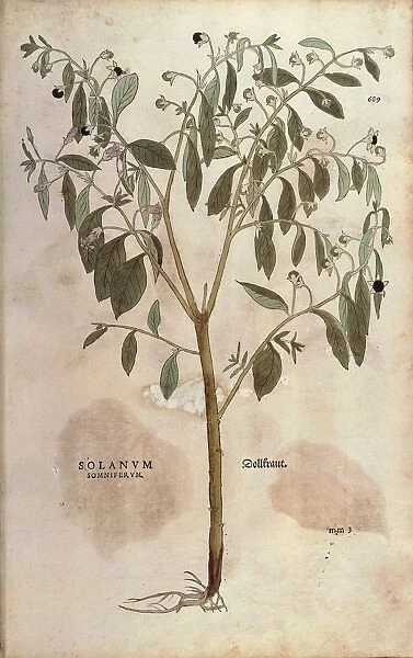 Belladonna - Atropa belladonna (Solanum somniferum) by Leonhart Fuchs from De historia stirpium commentarii insignes (Notable Commentaries on the History of Plants) colored engraving, 1542