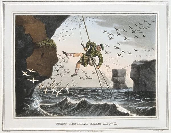 Bird Catching from Above. Catcher was lowered down cliffs on a rope. Birds