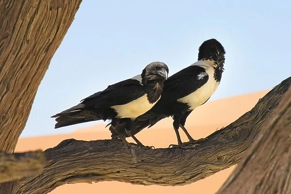 Birds. Namib Desert. Namibia