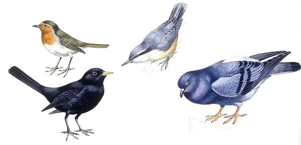 Birds: Passeriformes, European Robin (Erithacus rubecula), Eurasian Nuthatch (Sitta europaea), Eurasian Blackbird (Turdus merula), Rock Pigeon (Columba livia), illustration