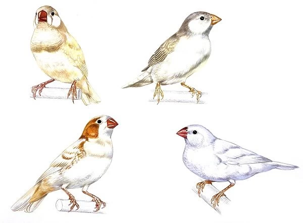 Birds: Passeriformes, Zebra Finch, (Taeniopygia guttata): cream color, brown and white, illustration