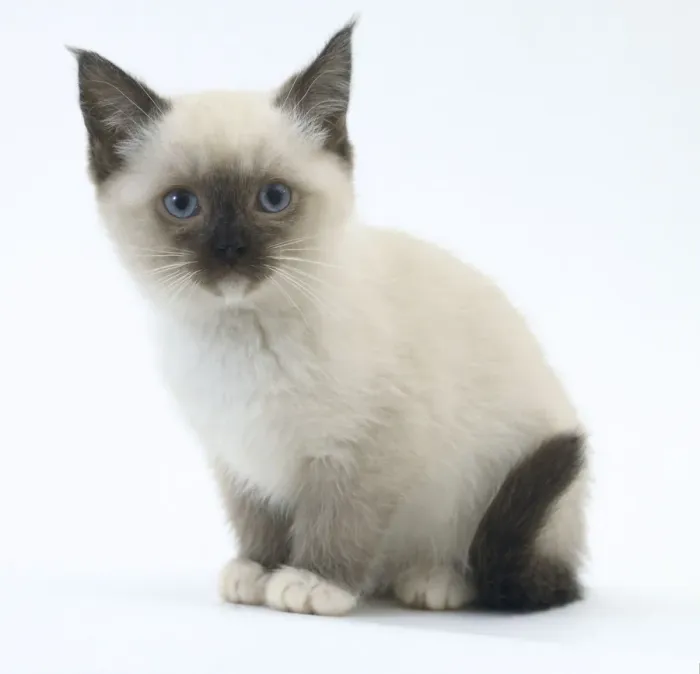 Framed Print : Birman Kitten Print Framed Print : Birman Kitten Print