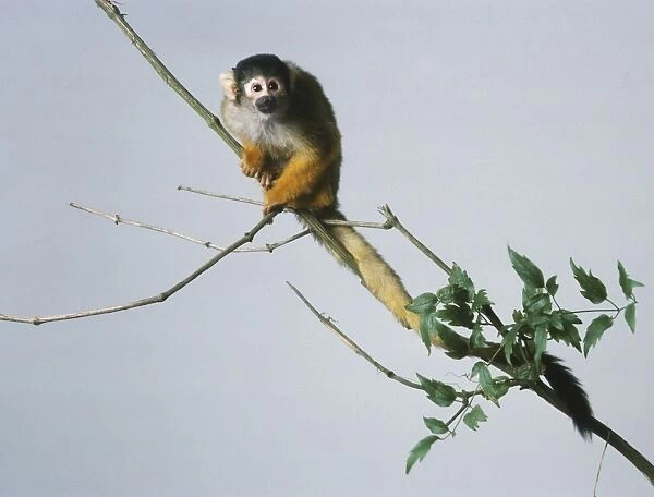 Black-capped Squirrel Monkey (Saimiri boliviensis) perching on a tree branch