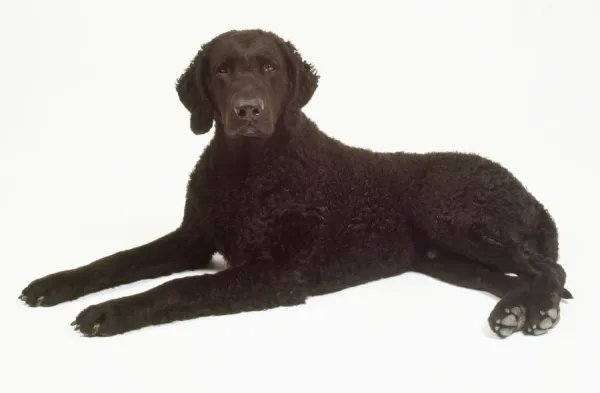 A black curly-coated retriever with a woolly coat lies on the floor with its forelegs extended