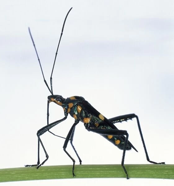Black Long-Horned beetle with orange spots, long jointed legs, and lengthy antennae protruding from its small head, standing on green stalk, side view