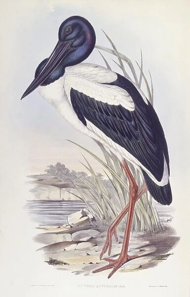 Black-necked stork (Ephippiorhynchus asiaticus), Engraving by John Gould