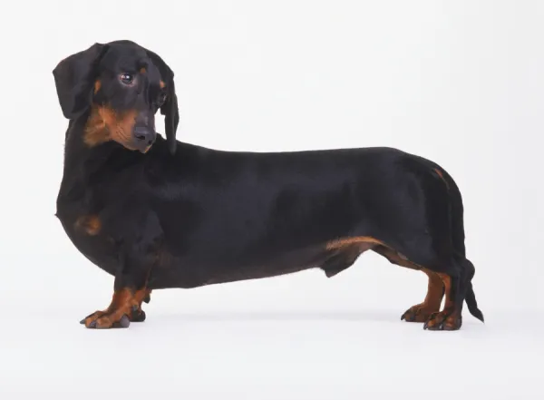 Black and tan clearance weiner dog