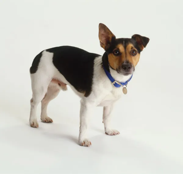 Black white and brown jack russell terrier puppy For sale as