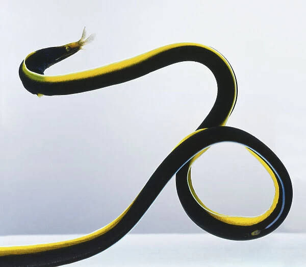 Black and yellow eel curling