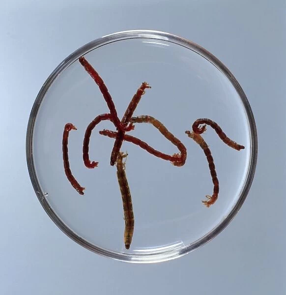 Bloodworms (Glycera dibranchiata) in petri dish