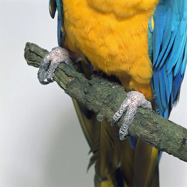 Blue-and-Yellow Macaw (Ara ararauna) showing feet gripping branch, close-up
