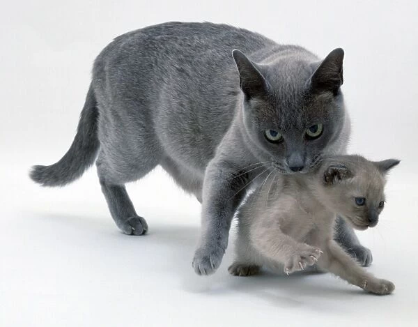 Blue burmese queen carrying its tonkinese kitten by the scruff of the neck
