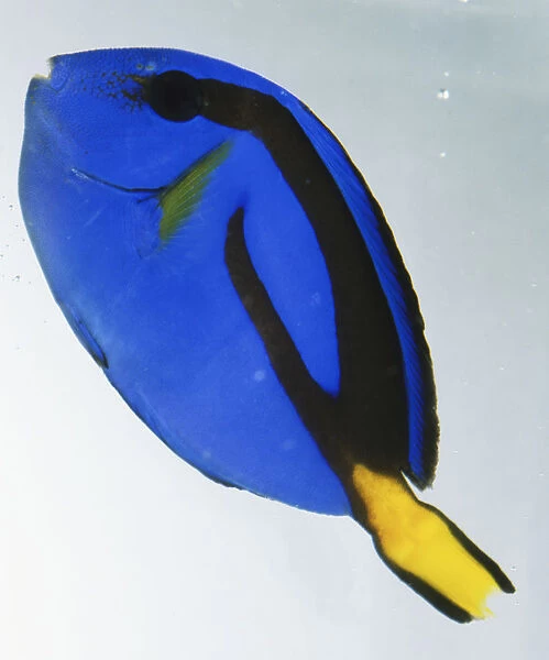 Blue fish, Regal Tang, Paracanthurus hepatus