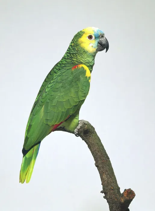 Framed Print : Blue Fronted Amazon Parrot Side View Print Framed Print : Blue Fronted Amazon Parrot Side View Print