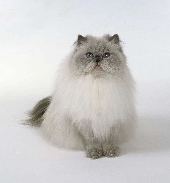 Blue Point longhaired cat with massive, round head and well tufted paws, sitting