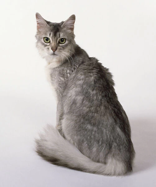 Blue Silver Somali cat with oval eyes, pricked ears and semi-long coat, sitting, looking over its shoulder