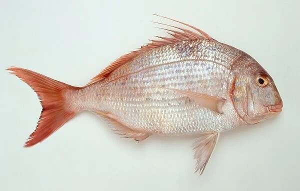 Blue-spotted sea bream, fish with a red spiny dorsal fin and tail fin