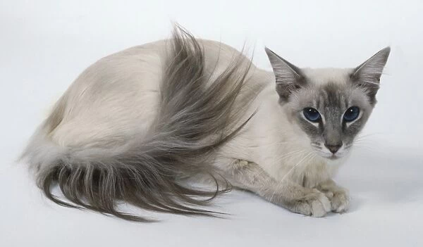 Blue Tabby Point Balinese cat with triangular head and long, well-plumed tail, lying down