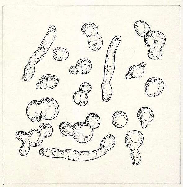 Botany, Fungi, Yeast Candida tropicalis, illustration