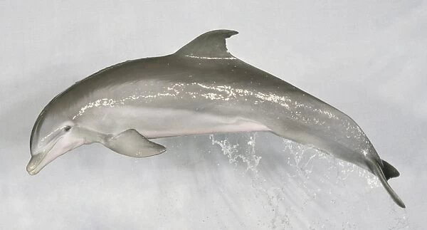 Bottlenose Dolphin (Tursiops truncatus) leaping through the air, side view