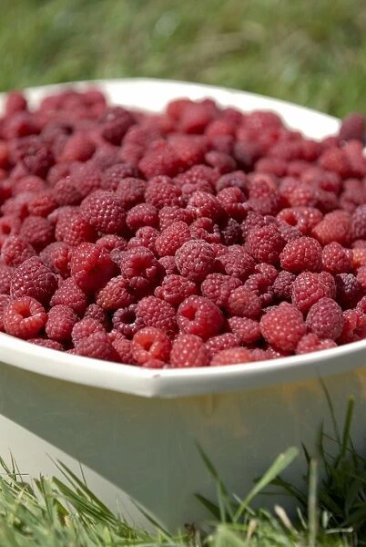 Bowl of raspberries, close-up