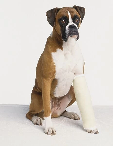 Boxer dog (Canis familiaris) with its leg in plaster