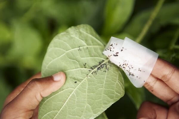 Boy using sticky tape to remove aphids from French ben leaf, close-up