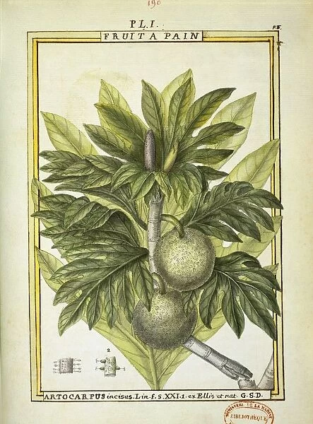 Breadfruit (Artocarpus altilis), watercolour by Delahaye, 1789