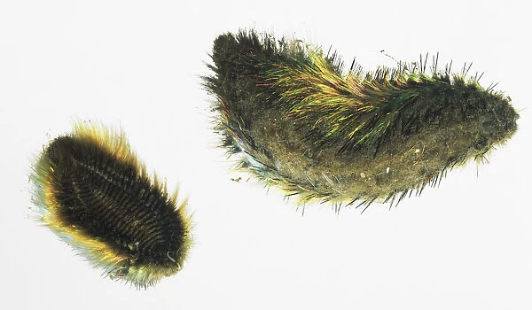 Bristle worm, Annelida