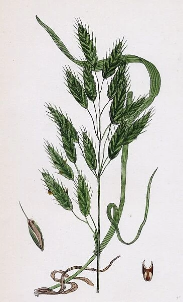 Bromus secalinus, var. velutinus, Rye Brome-grass, var. B