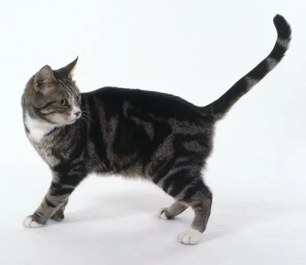 White and best sale striped cat