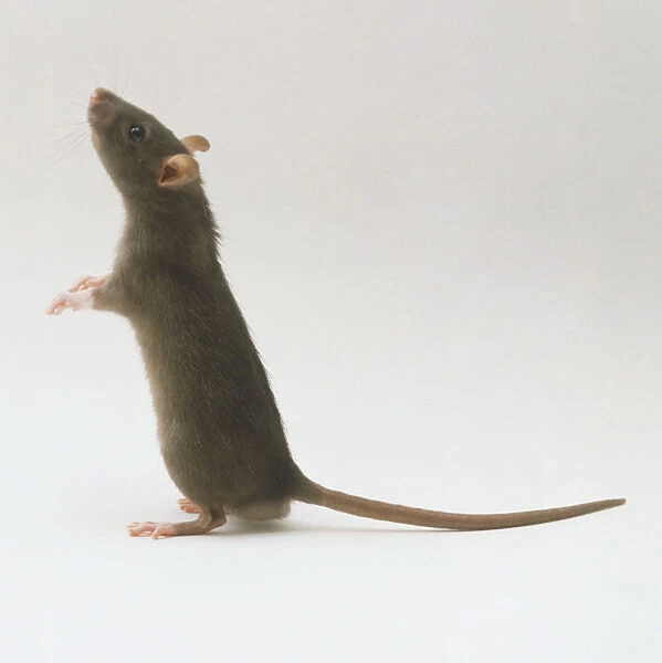Brown Rat (Rattus norvegicus) standing on its hind legs, side view
