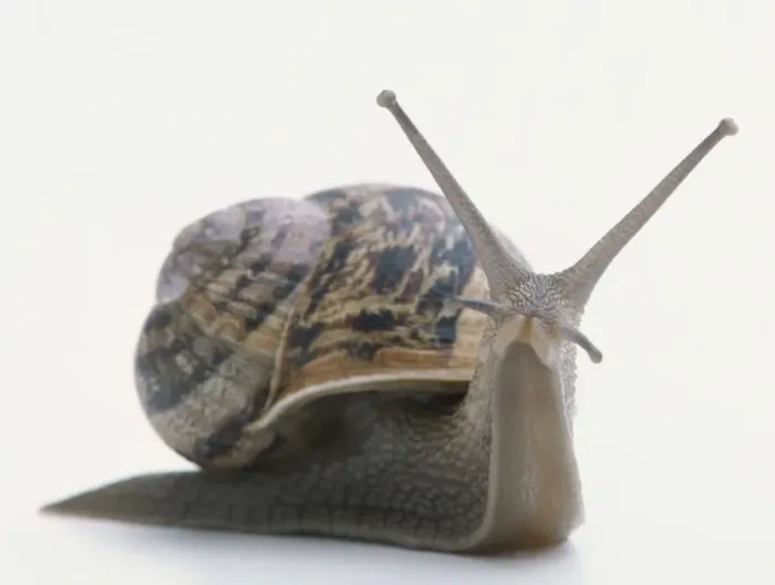 Framed Print : Brown Snail Print Framed Print : Brown Snail Print