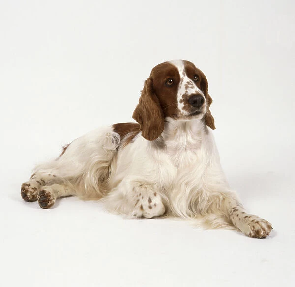 A brown and white Welsh springer spaniel with feathered hair lies on the floor with head raised