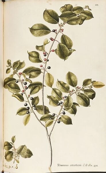 Buckthorn (Rhamnus cathartica), Rhamnaceae, deciduous shrub spontaneous in Italy, watercolor, 1755