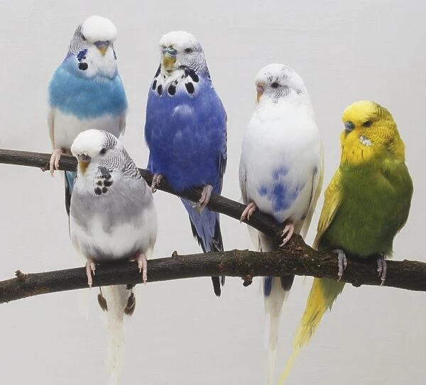 Five Budgerigars of different colours sitting on a twig, front view