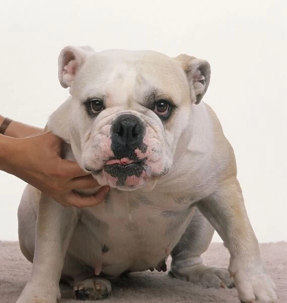 Bulldog being held back by a womans hands, front view