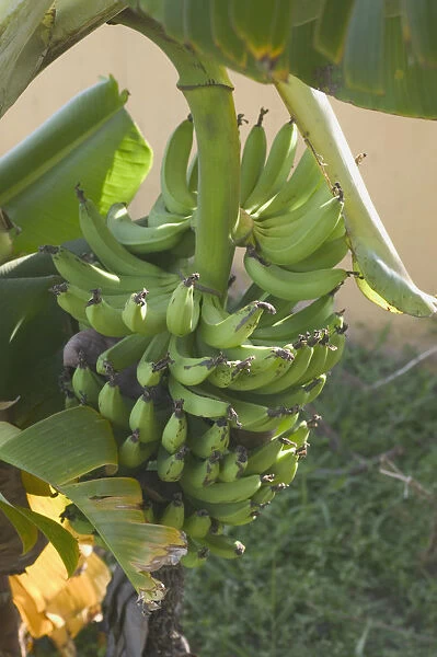 Bunch of unripe green bananas, close-up