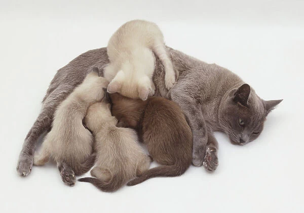 A Burmese cat feeding her two kittens plus two other Seal point Siamese s