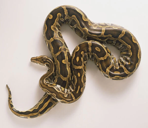 Burmese Python, Python molurus