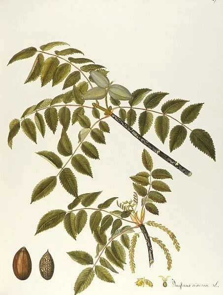 Butternut or White Walnut (Juglans cinerea), Juglandaceae by Maddalena Lisa Mussino, watercolor, 1862