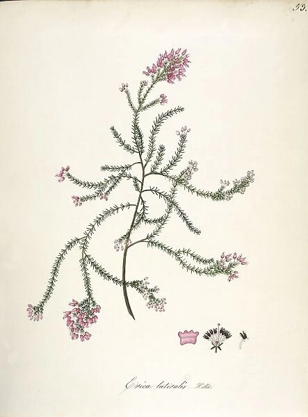 Button Heath (Erica lateralis Willd), Ericaceae, evergreen shrub for flower beds native to Southern Africa, watercolor, 1849